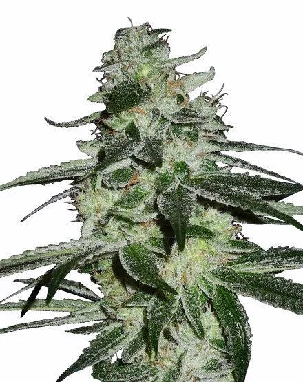 G13 Haze van MSNL Seeds