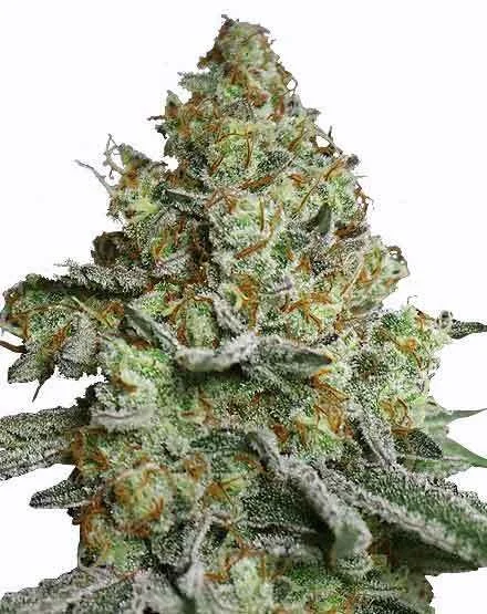 Lava Cake van MSNL Seeds