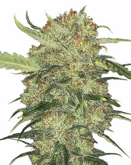 Skywalker OG van MSNL Seeds