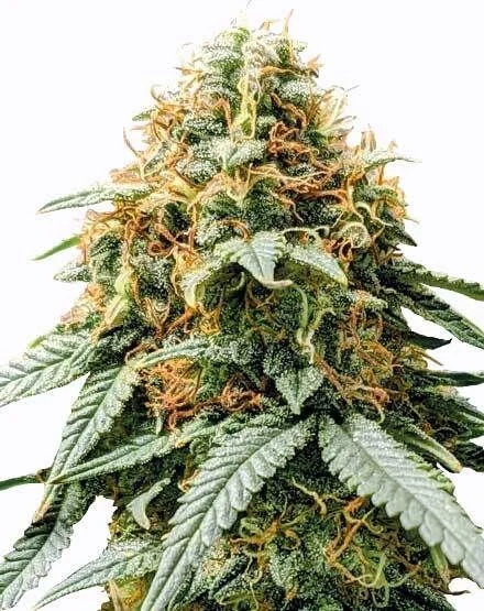 Acapulco Gold van MSNL Seeds