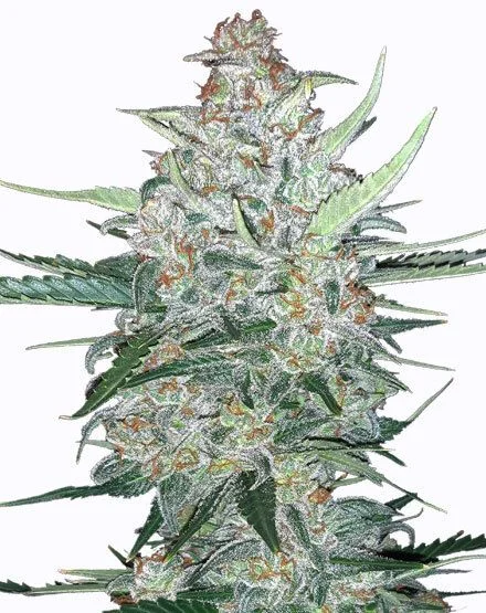 Do Si Dos van MSNL Seeds