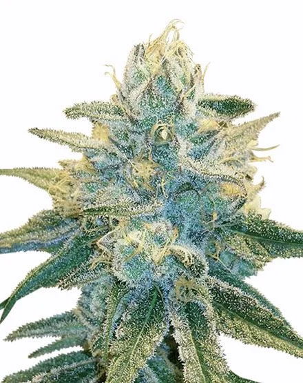 Silver Haze van MSNL Seeds