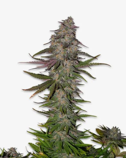 Animal Face van MSNL Seeds