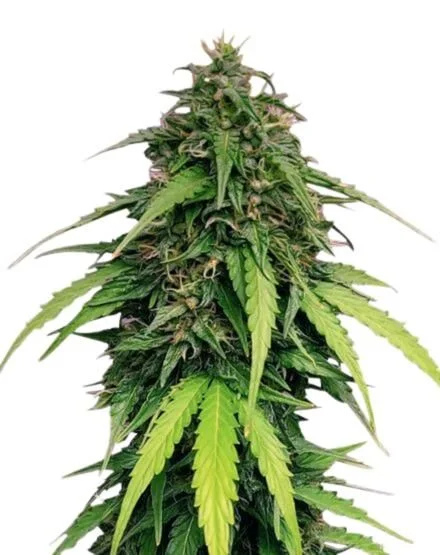 Ringo's Gift van MSNL Seeds