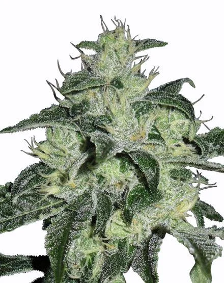 Northern Lights van MSNL Seeds