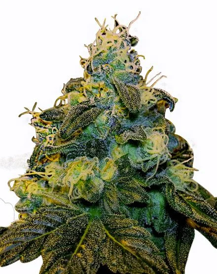 Super Sweet Tooth van MSNL Seeds
