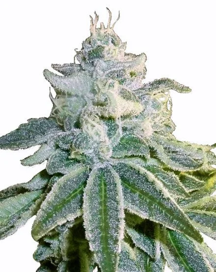 OG Kush van MSNL Seeds