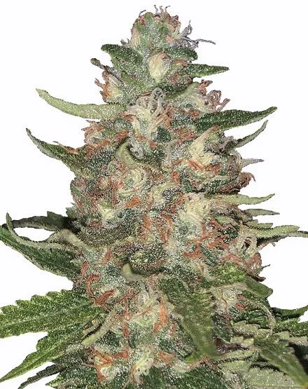 Purple Punch van MSNL Seeds