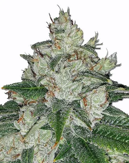 Chronic Bud van MSNL Seeds