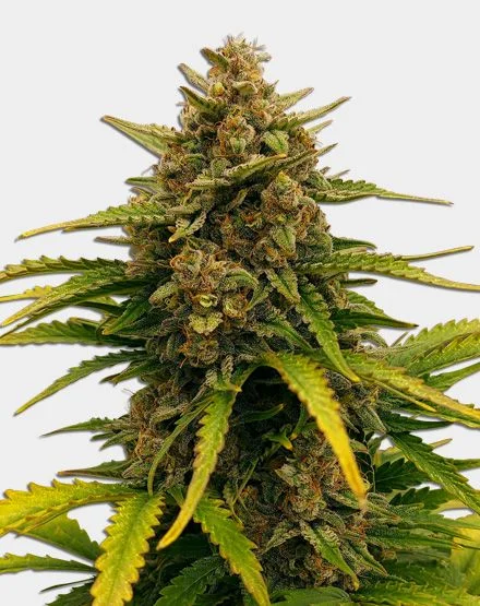Super Boof van MSNL Seeds