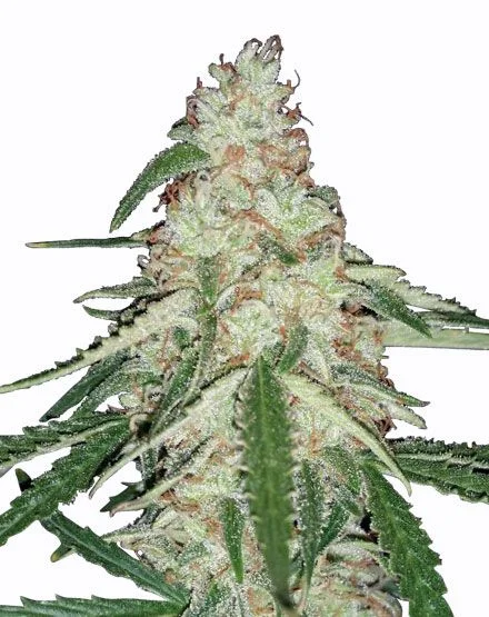 Old Skool van MSNL Seeds