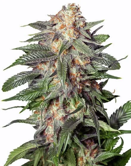 Gelato van MSNL Seeds