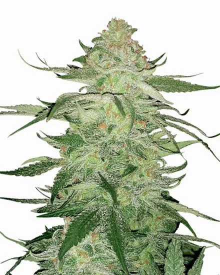 Fat Bastard van MSNL Seeds