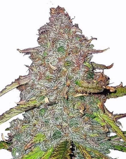 Pink Rozay van MSNL Seeds