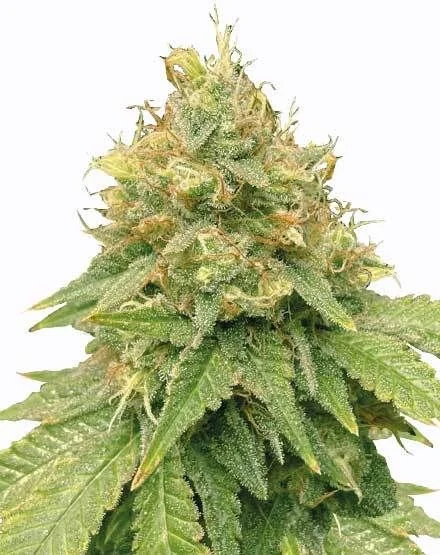 Super Lemon Haze van MSNL Seeds