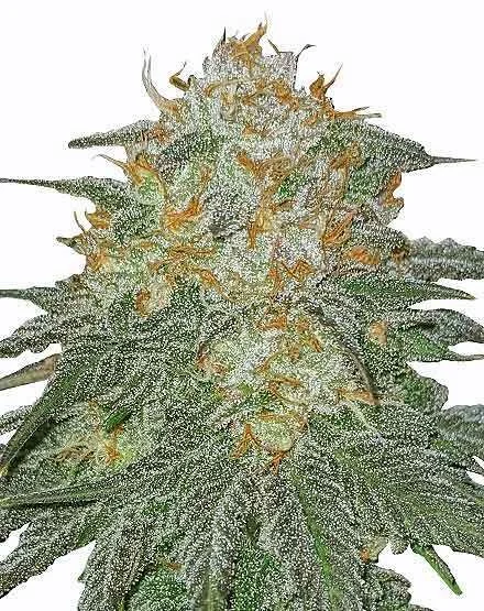 Cookies and Cream van MSNL Seeds