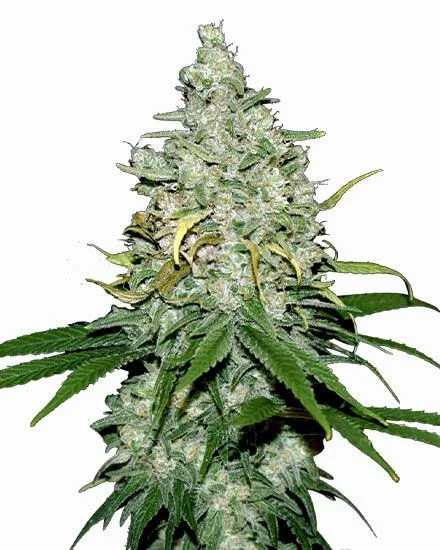 Fat Bastard van MSNL Seeds