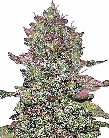 Animal Mints van MSNL Seeds