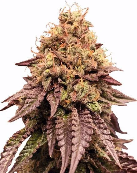 Mimosa van MSNL Seeds