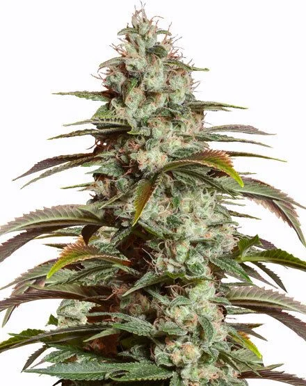 Girl Scout Cookies van MSNL Seeds