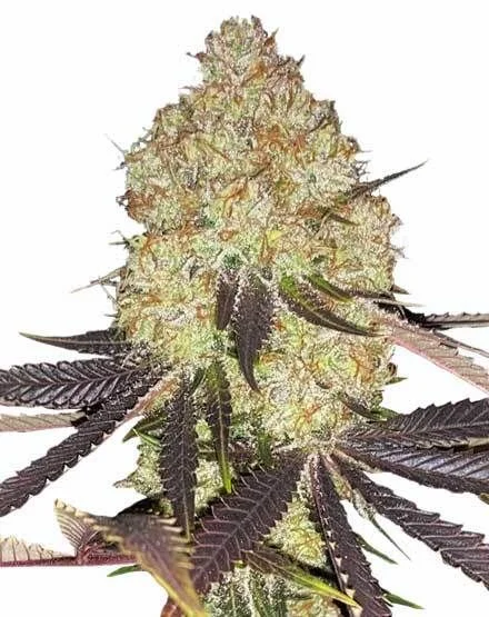 Biscotti van MSNL Seeds