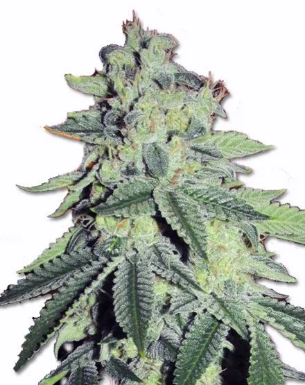 Critical Thunder van MSNL Seeds