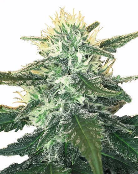 White Widow Max van MSNL Seeds