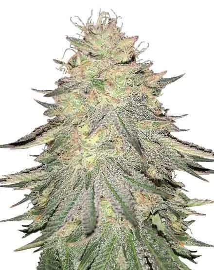Do Si Dos van MSNL Seeds