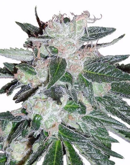 Bubblegum van MSNL Seeds