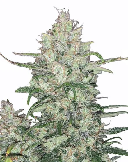 White Runtz van MSNL Seeds