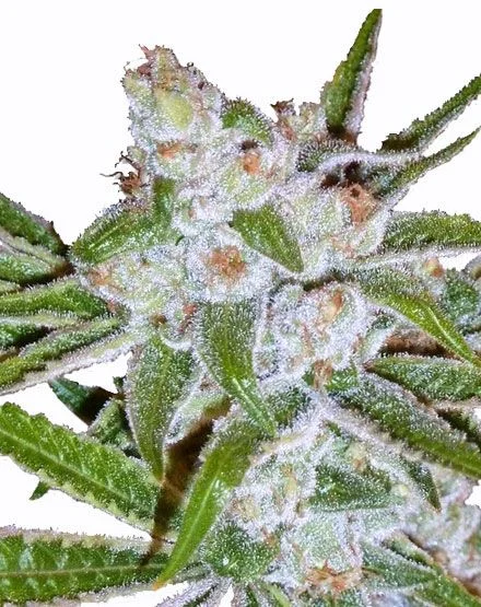 Lemon Haze van MSNL Seeds