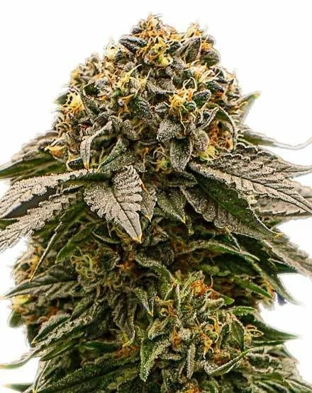 MK Ultra van MSNL Seeds