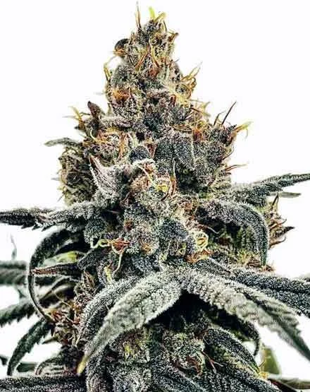 Sundae Driver van MSNL Seeds