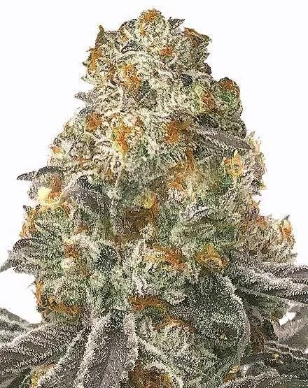 Slurricane van MSNL Seeds