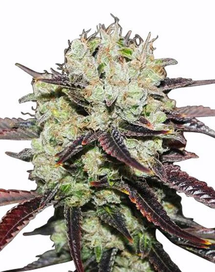 Black Domina van MSNL Seeds