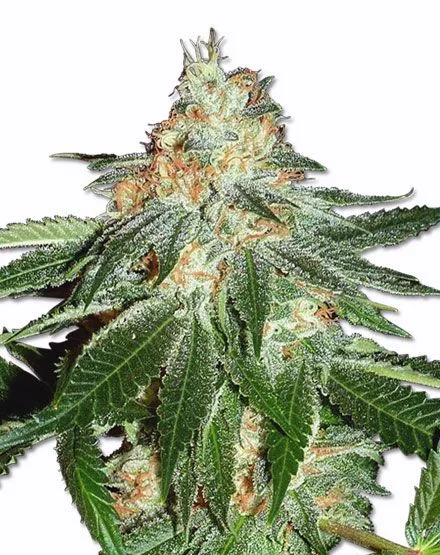Amsterdam Haze van MSNL Seeds
