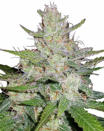 Tangerine Dream van MSNL Seeds
