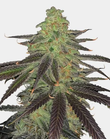 Platinum OG van MSNL Seeds