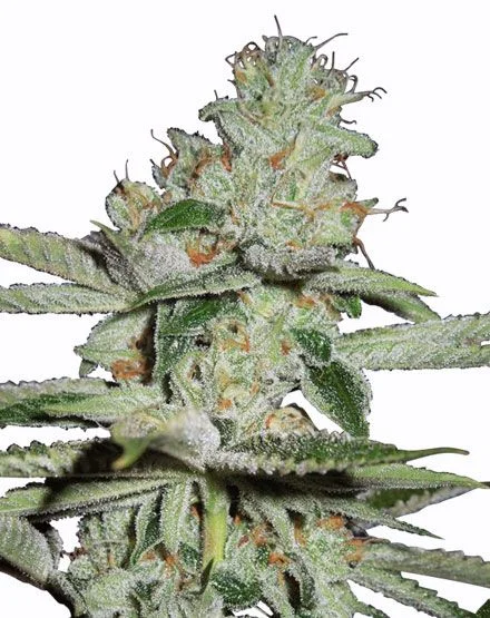 Pineapple Kush van MSNL Seeds