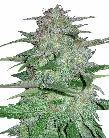 Cookes and Cream van MSNL Seeds