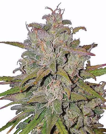 Pink Runtz van MSNL Seeds