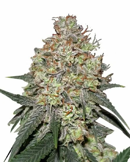 Pineapple Express van MSNL Seeds