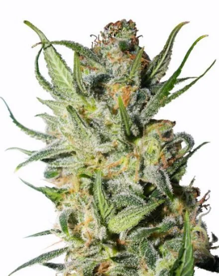 Thai Stick van MSNL Seeds