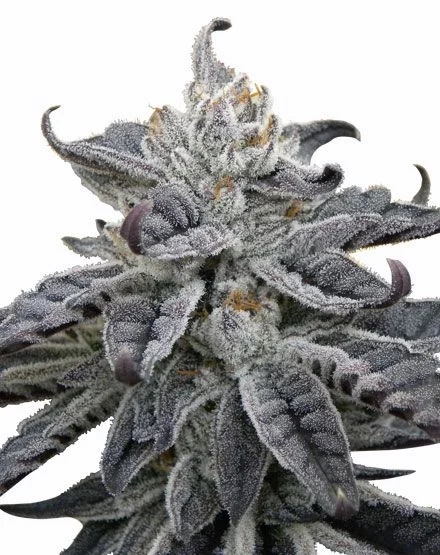 Granddaddy Purple van MSNL Seeds