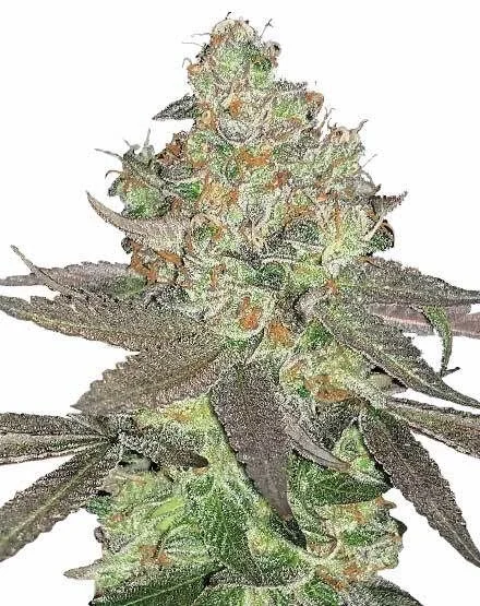 Apple Fritter van MSNL Seeds