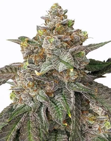 Pink Runtz van MSNL Seeds