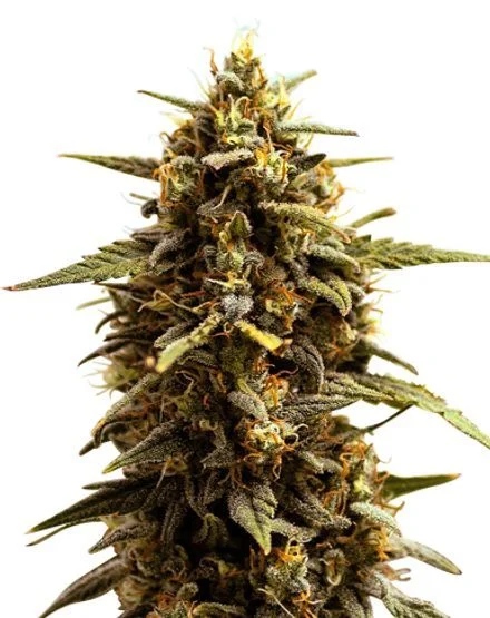 Zkittlez van MSNL Seeds