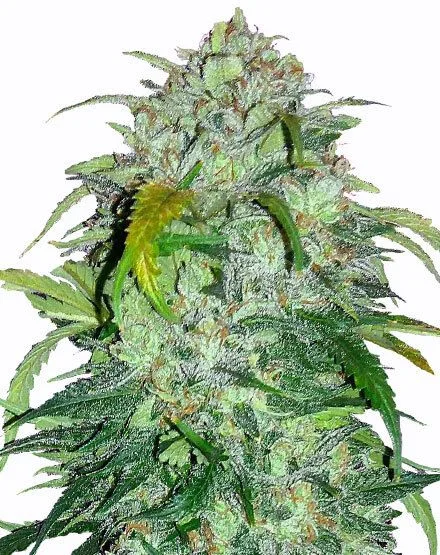 Bubba Kush van MSNL Seeds