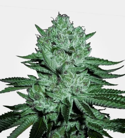 Zkittlez van MSNL Seeds