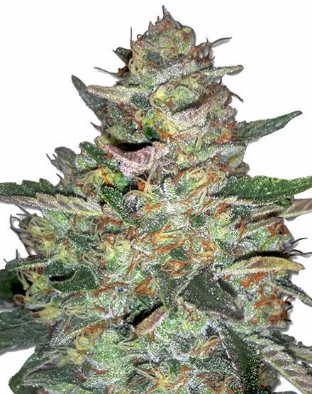 Big Bud van MSNL Seeds